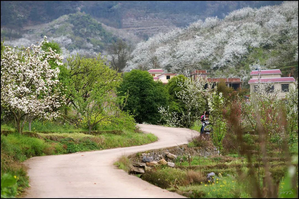 【春天,广西桂林灌阳县向您发出邀请!】我们在灌阳看梨花 - 游山玩水 - 吴忠生活社区 - 吴忠28生活网 wuzhong.28life.com
