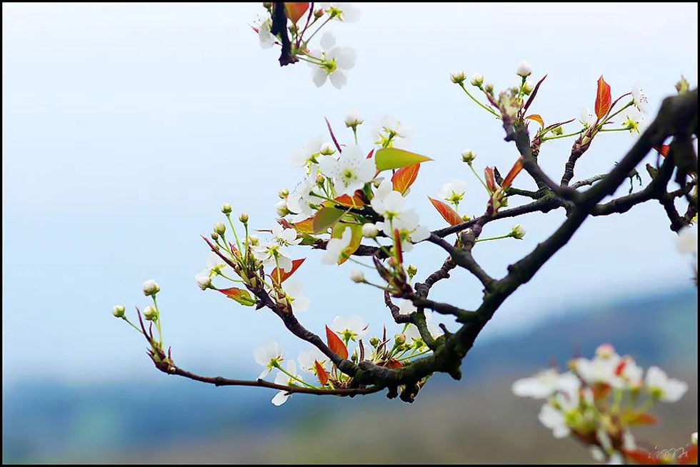 【春天,广西桂林灌阳县向您发出邀请!】我们在灌阳看梨花 - 游山玩水 - 吴忠生活社区 - 吴忠28生活网 wuzhong.28life.com