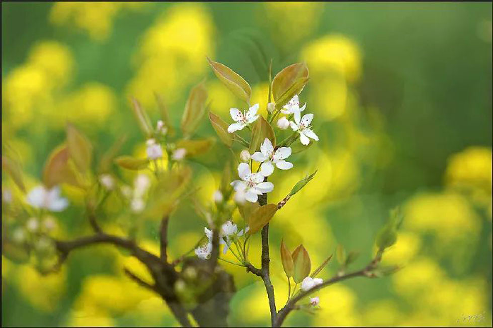 【春天,广西桂林灌阳县向您发出邀请!】我们在灌阳看梨花 - 游山玩水 - 吴忠生活社区 - 吴忠28生活网 wuzhong.28life.com