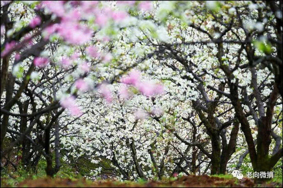 【春天,广西桂林灌阳县向您发出邀请!】我们在灌阳看梨花 - 游山玩水 - 吴忠生活社区 - 吴忠28生活网 wuzhong.28life.com