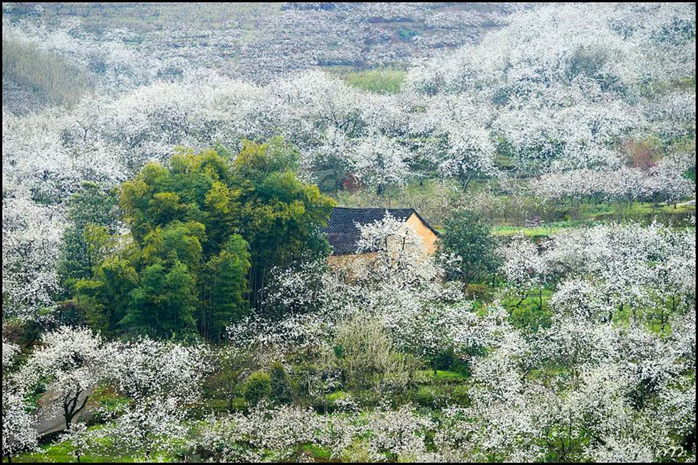 【春天,广西桂林灌阳县向您发出邀请!】我们在灌阳看梨花 - 游山玩水 - 吴忠生活社区 - 吴忠28生活网 wuzhong.28life.com
