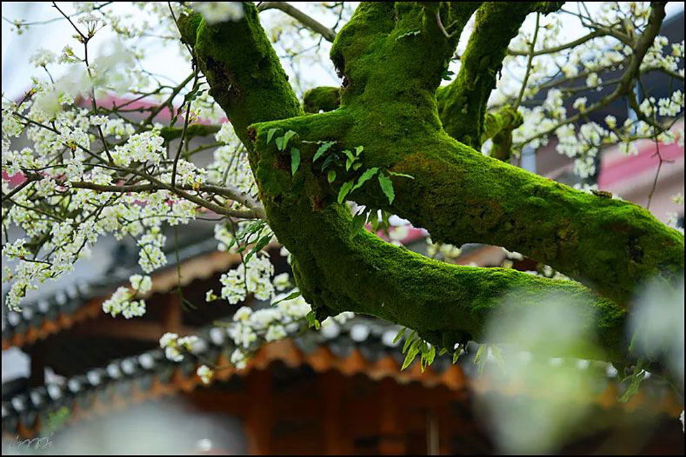 【春天,广西桂林灌阳县向您发出邀请!】我们在灌阳看梨花 - 游山玩水 - 吴忠生活社区 - 吴忠28生活网 wuzhong.28life.com