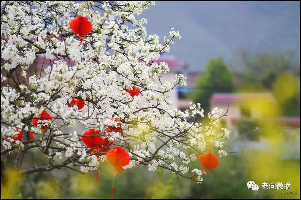 【春天,广西桂林灌阳县向您发出邀请!】我们在灌阳看梨花 - 游山玩水 - 吴忠生活社区 - 吴忠28生活网 wuzhong.28life.com
