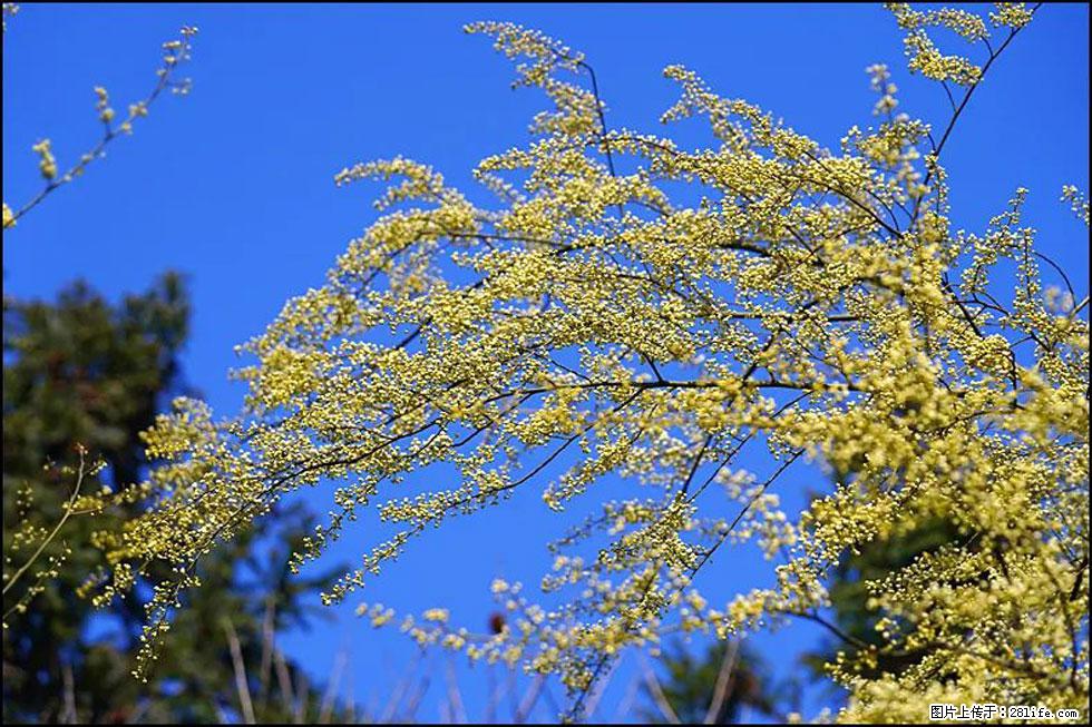 【春天,广西桂林灌阳县向您发出邀请!】米珠山前有片山苍子花在飘香 - 游山玩水 - 吴忠生活社区 - 吴忠28生活网 wuzhong.28life.com