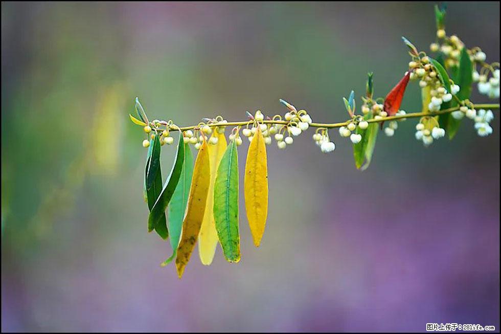 【春天,广西桂林灌阳县向您发出邀请!】米珠山前有片山苍子花在飘香 - 游山玩水 - 吴忠生活社区 - 吴忠28生活网 wuzhong.28life.com