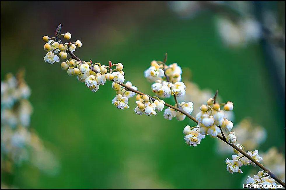 【春天,广西桂林灌阳县向您发出邀请!】米珠山前有片山苍子花在飘香 - 游山玩水 - 吴忠生活社区 - 吴忠28生活网 wuzhong.28life.com