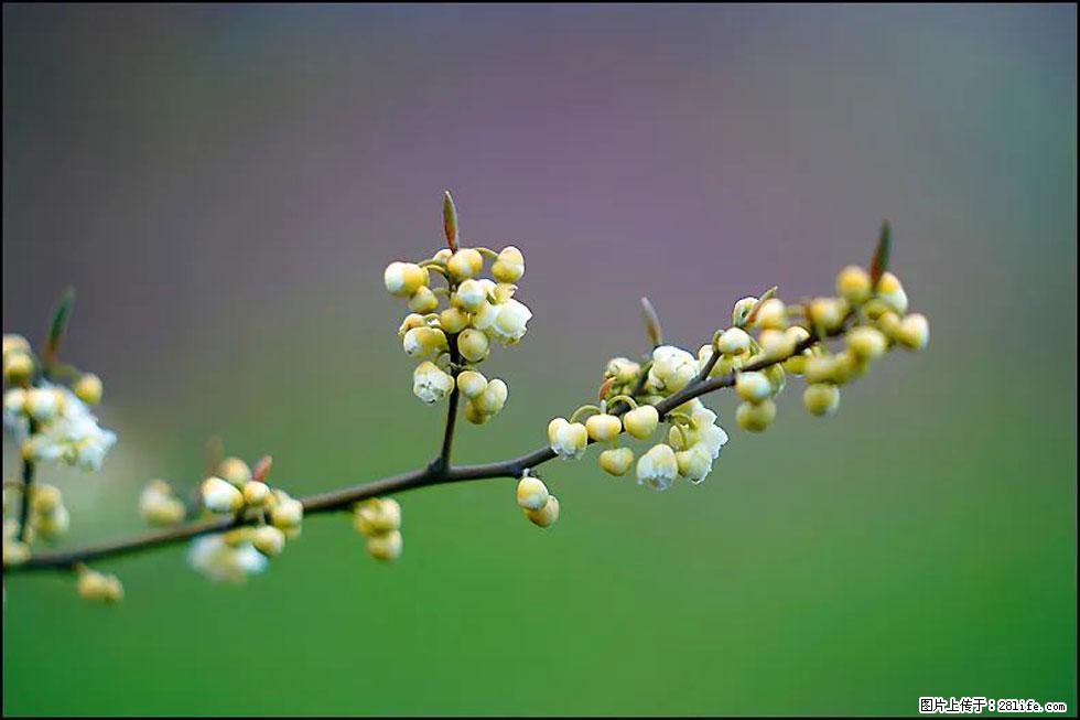 【春天,广西桂林灌阳县向您发出邀请!】米珠山前有片山苍子花在飘香 - 游山玩水 - 吴忠生活社区 - 吴忠28生活网 wuzhong.28life.com