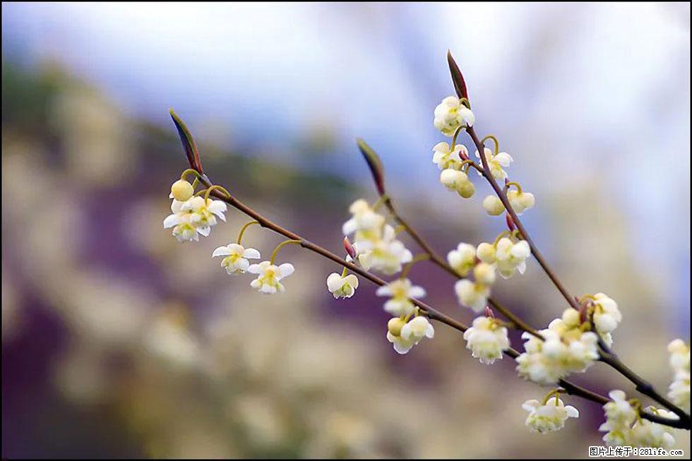 【春天,广西桂林灌阳县向您发出邀请!】米珠山前有片山苍子花在飘香 - 游山玩水 - 吴忠生活社区 - 吴忠28生活网 wuzhong.28life.com