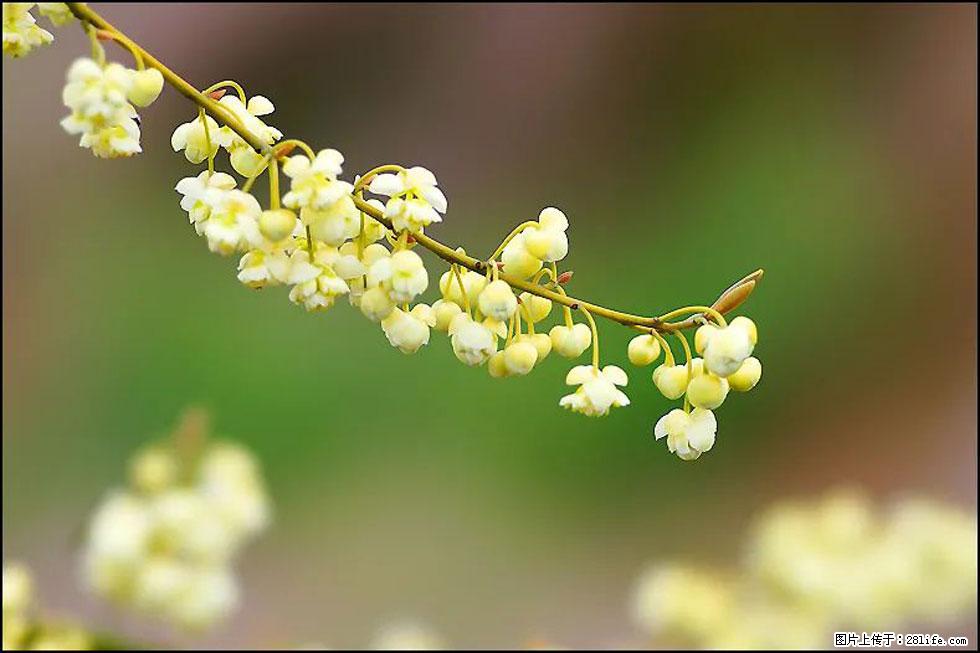 【春天,广西桂林灌阳县向您发出邀请!】米珠山前有片山苍子花在飘香 - 游山玩水 - 吴忠生活社区 - 吴忠28生活网 wuzhong.28life.com