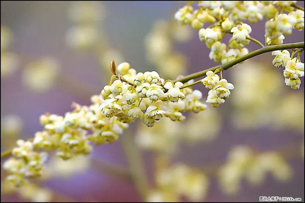 【春天,广西桂林灌阳县向您发出邀请!】米珠山前有片山苍子花在飘香 - 游山玩水 - 吴忠生活社区 - 吴忠28生活网 wuzhong.28life.com