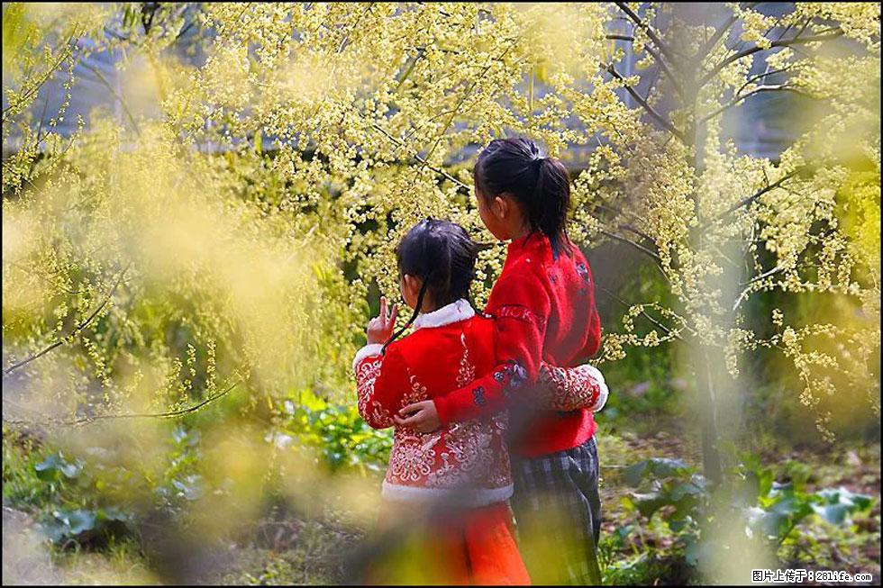 【春天,广西桂林灌阳县向您发出邀请!】米珠山前有片山苍子花在飘香 - 游山玩水 - 吴忠生活社区 - 吴忠28生活网 wuzhong.28life.com