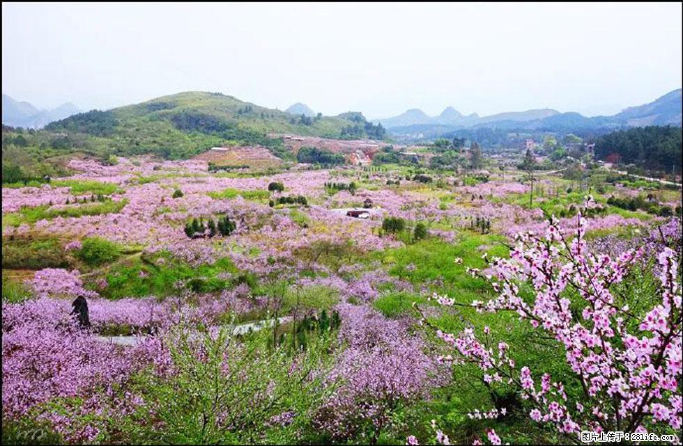 【春天，广西桂林灌阳县向您发出邀请！】官庄村有个醉美的桃花园 - 游山玩水 - 吴忠生活社区 - 吴忠28生活网 wuzhong.28life.com