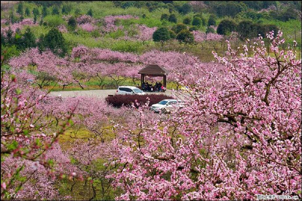 【春天，广西桂林灌阳县向您发出邀请！】官庄村有个醉美的桃花园 - 游山玩水 - 吴忠生活社区 - 吴忠28生活网 wuzhong.28life.com