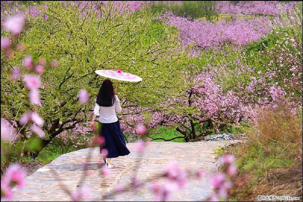 【春天，广西桂林灌阳县向您发出邀请！】官庄村有个醉美的桃花园 - 游山玩水 - 吴忠生活社区 - 吴忠28生活网 wuzhong.28life.com