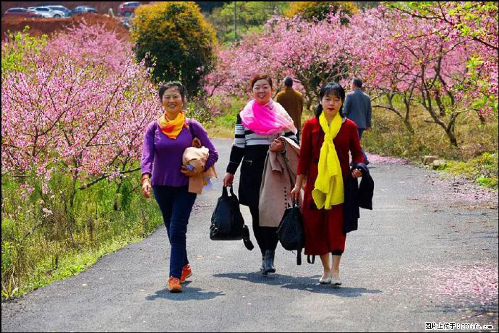 【春天，广西桂林灌阳县向您发出邀请！】官庄村有个醉美的桃花园 - 游山玩水 - 吴忠生活社区 - 吴忠28生活网 wuzhong.28life.com