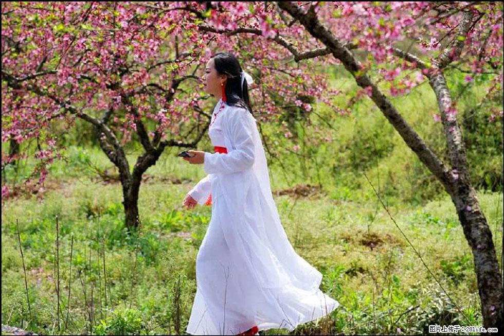 【春天，广西桂林灌阳县向您发出邀请！】官庄村有个醉美的桃花园 - 游山玩水 - 吴忠生活社区 - 吴忠28生活网 wuzhong.28life.com