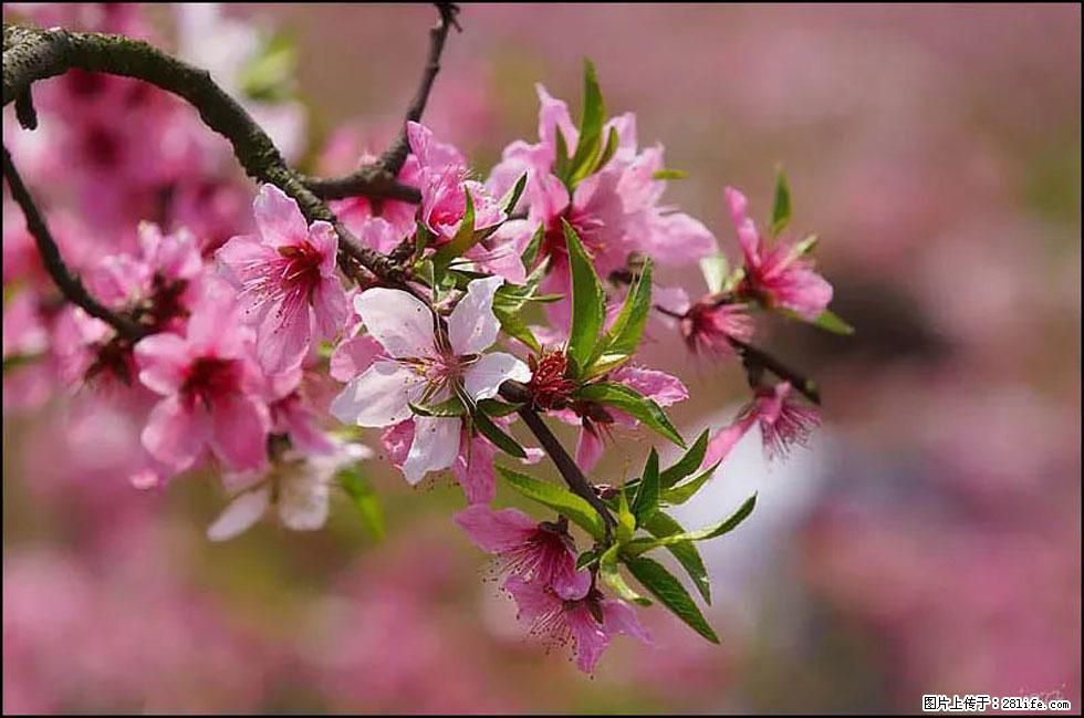 【春天，广西桂林灌阳县向您发出邀请！】官庄村有个醉美的桃花园 - 游山玩水 - 吴忠生活社区 - 吴忠28生活网 wuzhong.28life.com