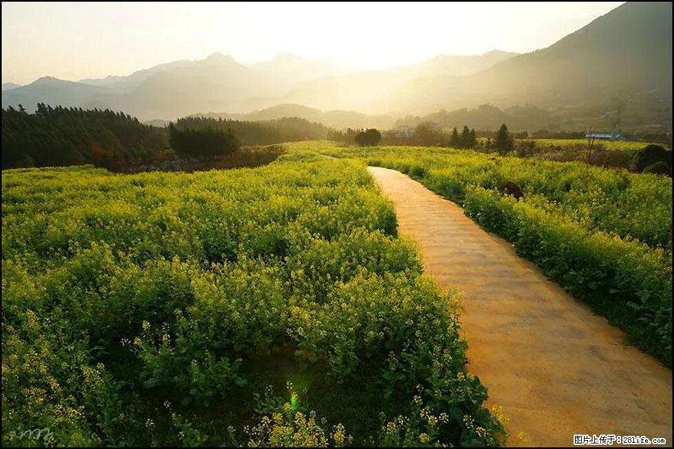 【春天,广西桂林灌阳县向您发出邀请!】长坪村油菜盛情花开 - 游山玩水 - 吴忠生活社区 - 吴忠28生活网 wuzhong.28life.com