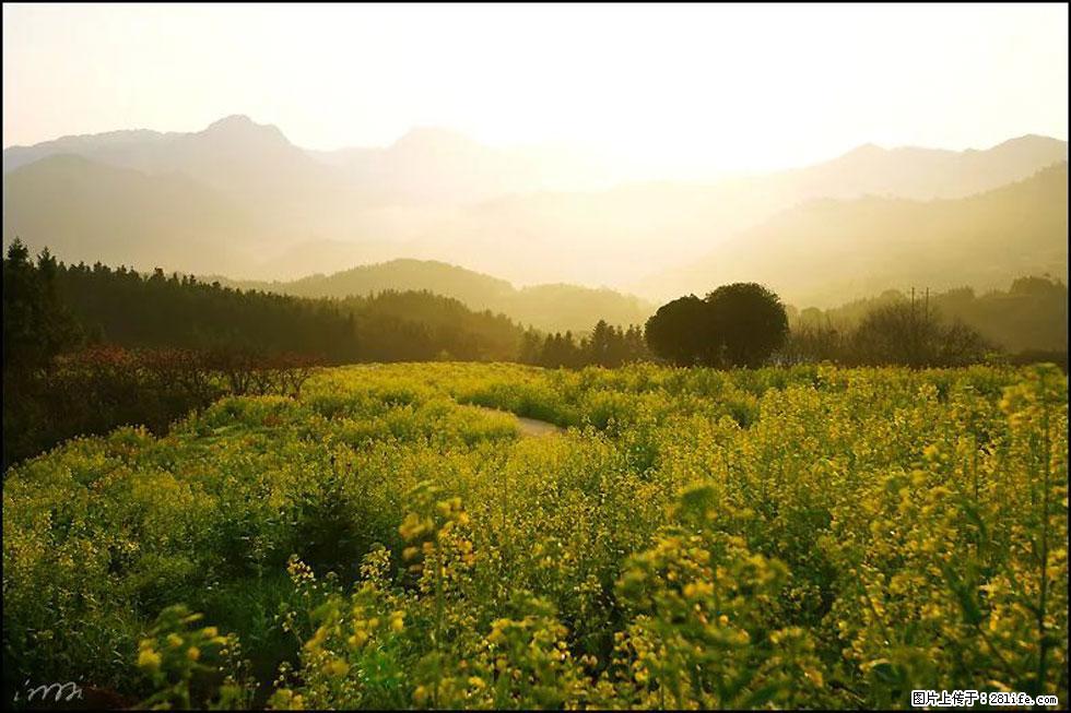 【春天,广西桂林灌阳县向您发出邀请!】长坪村油菜盛情花开 - 游山玩水 - 吴忠生活社区 - 吴忠28生活网 wuzhong.28life.com