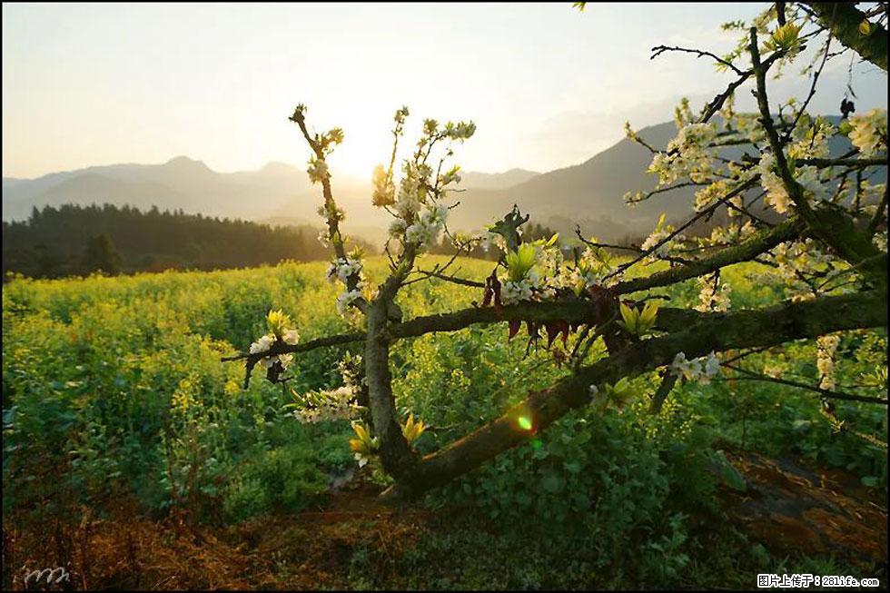 【春天,广西桂林灌阳县向您发出邀请!】长坪村油菜盛情花开 - 游山玩水 - 吴忠生活社区 - 吴忠28生活网 wuzhong.28life.com