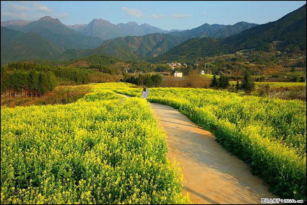 【春天,广西桂林灌阳县向您发出邀请!】长坪村油菜盛情花开 - 游山玩水 - 吴忠生活社区 - 吴忠28生活网 wuzhong.28life.com