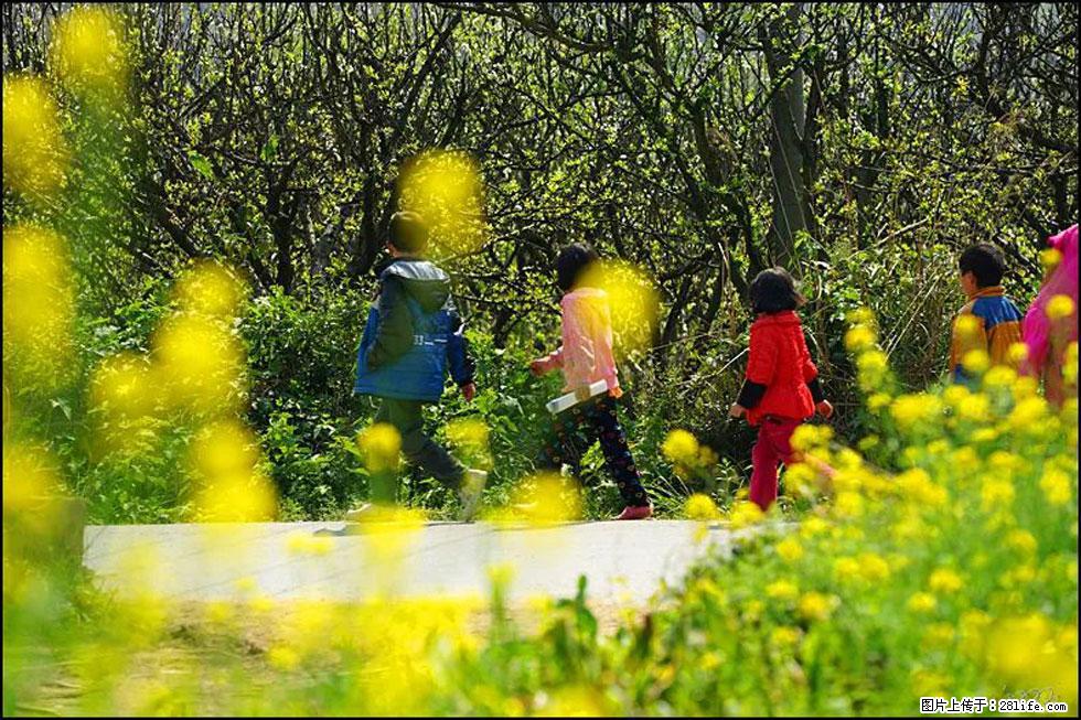 【春天,广西桂林灌阳县向您发出邀请!】长坪村油菜盛情花开 - 游山玩水 - 吴忠生活社区 - 吴忠28生活网 wuzhong.28life.com