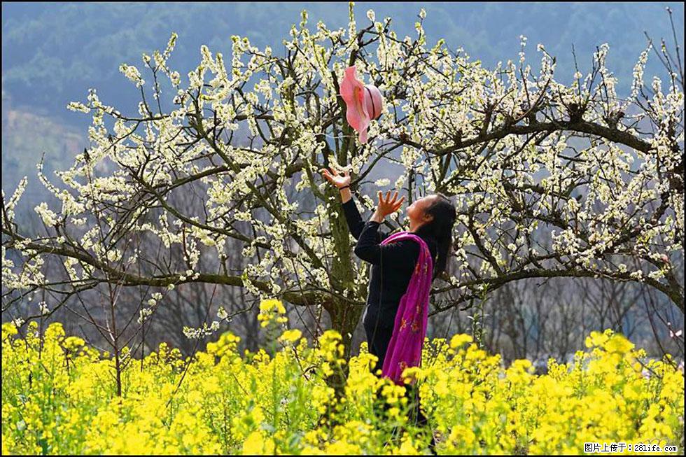【春天,广西桂林灌阳县向您发出邀请!】长坪村油菜盛情花开 - 游山玩水 - 吴忠生活社区 - 吴忠28生活网 wuzhong.28life.com