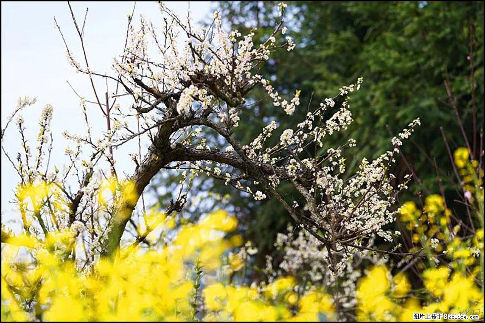 【春天,广西桂林灌阳县向您发出邀请!】长坪村油菜盛情花开 - 游山玩水 - 吴忠生活社区 - 吴忠28生活网 wuzhong.28life.com