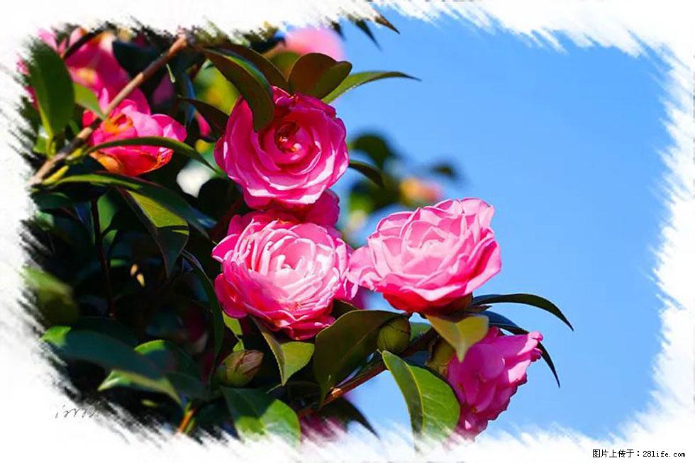 【春天,广西桂林灌阳县向您发出邀请!】杨柳井茶花惹人爱 - 游山玩水 - 吴忠生活社区 - 吴忠28生活网 wuzhong.28life.com