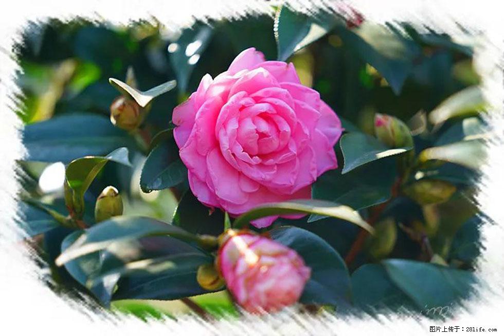 【春天,广西桂林灌阳县向您发出邀请!】杨柳井茶花惹人爱 - 游山玩水 - 吴忠生活社区 - 吴忠28生活网 wuzhong.28life.com