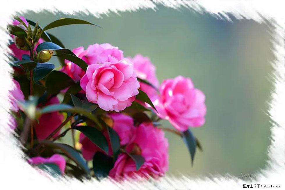 【春天,广西桂林灌阳县向您发出邀请!】杨柳井茶花惹人爱 - 游山玩水 - 吴忠生活社区 - 吴忠28生活网 wuzhong.28life.com