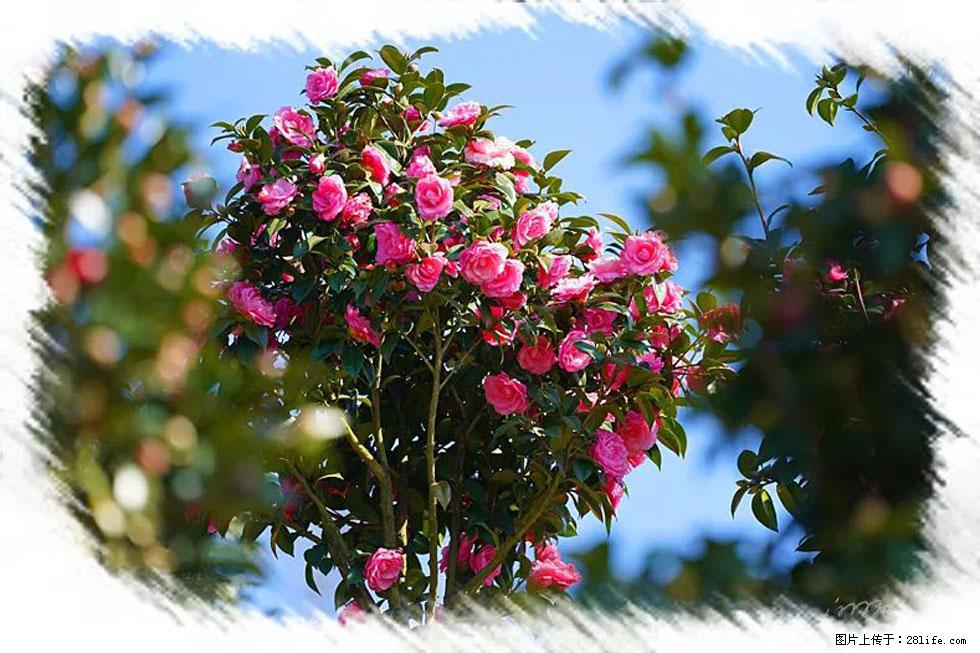 【春天,广西桂林灌阳县向您发出邀请!】杨柳井茶花惹人爱 - 游山玩水 - 吴忠生活社区 - 吴忠28生活网 wuzhong.28life.com