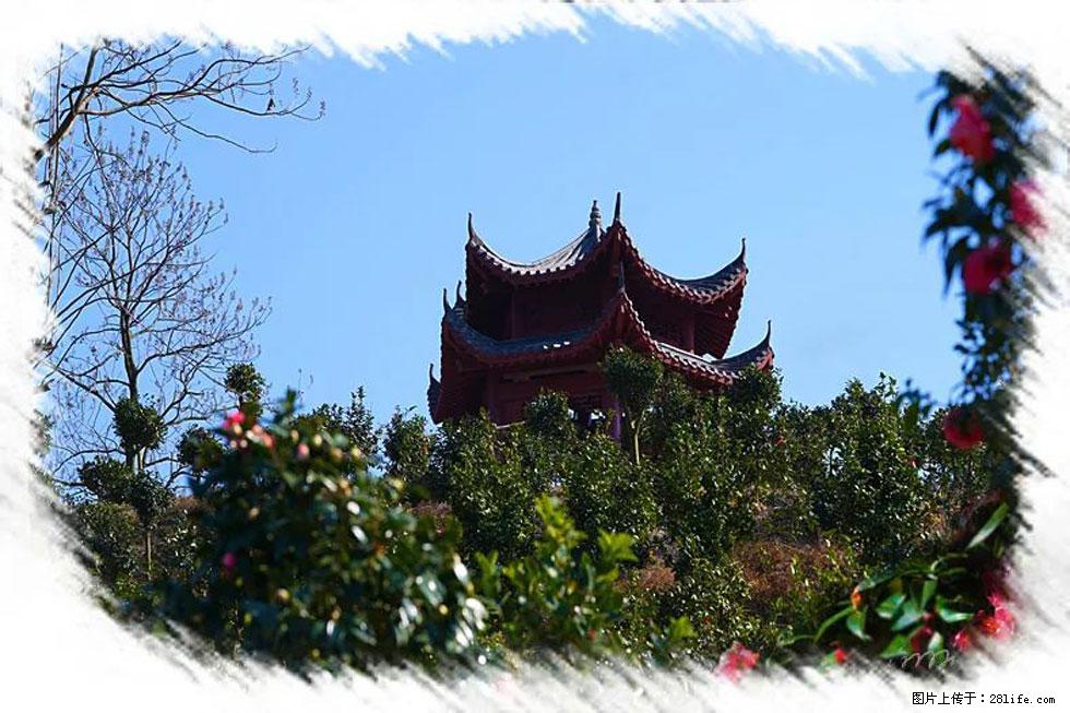 【春天,广西桂林灌阳县向您发出邀请!】杨柳井茶花惹人爱 - 游山玩水 - 吴忠生活社区 - 吴忠28生活网 wuzhong.28life.com