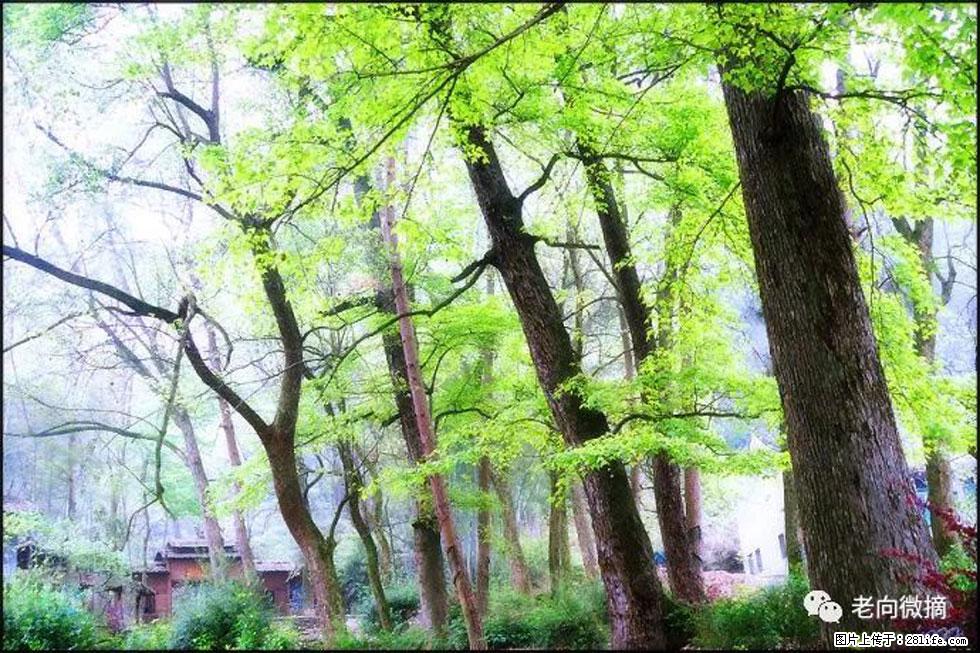 【春天,广西桂林灌阳县向您发出邀请!】在小龙村与春天约会 - 游山玩水 - 吴忠生活社区 - 吴忠28生活网 wuzhong.28life.com