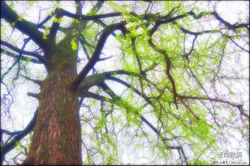 【春天,广西桂林灌阳县向您发出邀请!】在小龙村与春天约会 - 游山玩水 - 吴忠生活社区 - 吴忠28生活网 wuzhong.28life.com