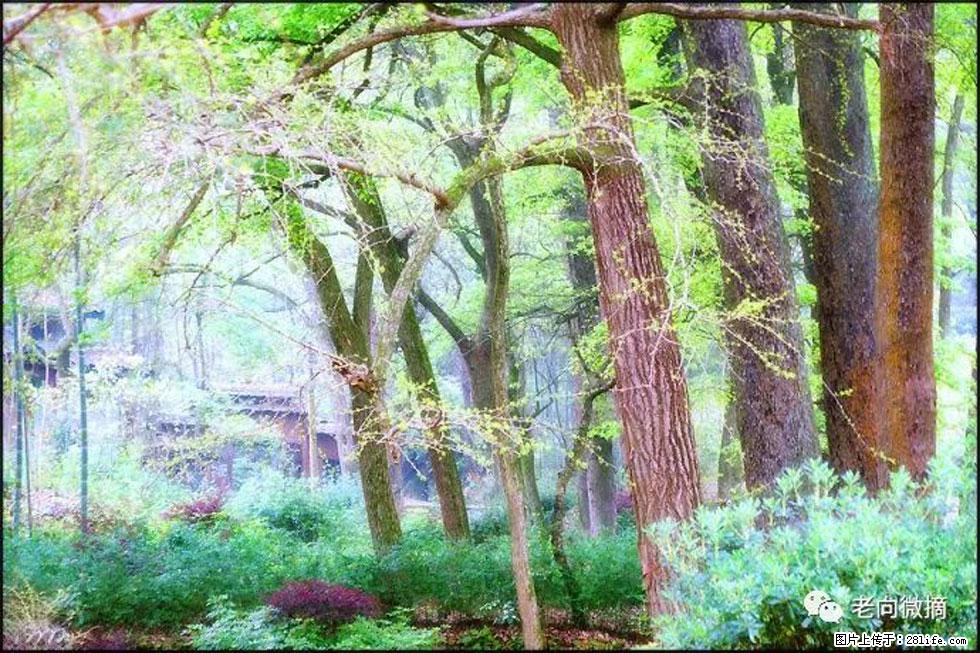 【春天,广西桂林灌阳县向您发出邀请!】在小龙村与春天约会 - 游山玩水 - 吴忠生活社区 - 吴忠28生活网 wuzhong.28life.com