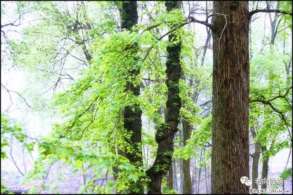 【春天,广西桂林灌阳县向您发出邀请!】在小龙村与春天约会 - 游山玩水 - 吴忠生活社区 - 吴忠28生活网 wuzhong.28life.com