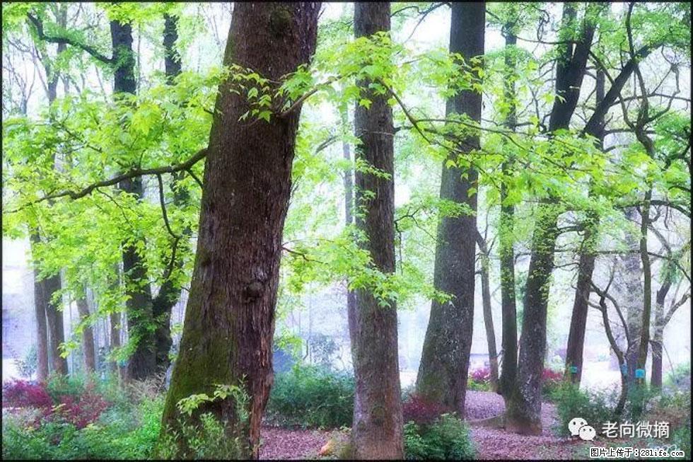 【春天,广西桂林灌阳县向您发出邀请!】在小龙村与春天约会 - 游山玩水 - 吴忠生活社区 - 吴忠28生活网 wuzhong.28life.com