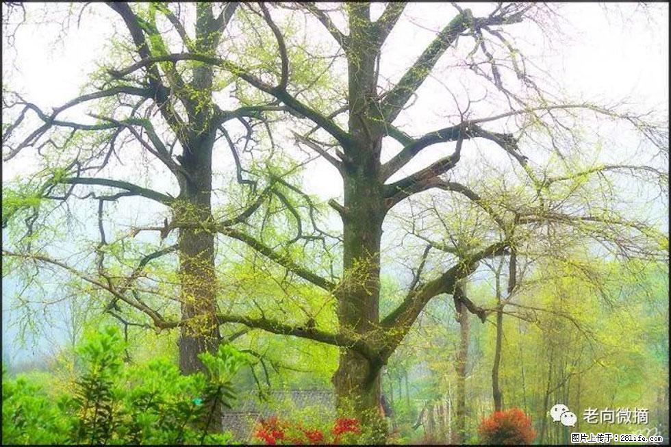 【春天,广西桂林灌阳县向您发出邀请!】在小龙村与春天约会 - 游山玩水 - 吴忠生活社区 - 吴忠28生活网 wuzhong.28life.com