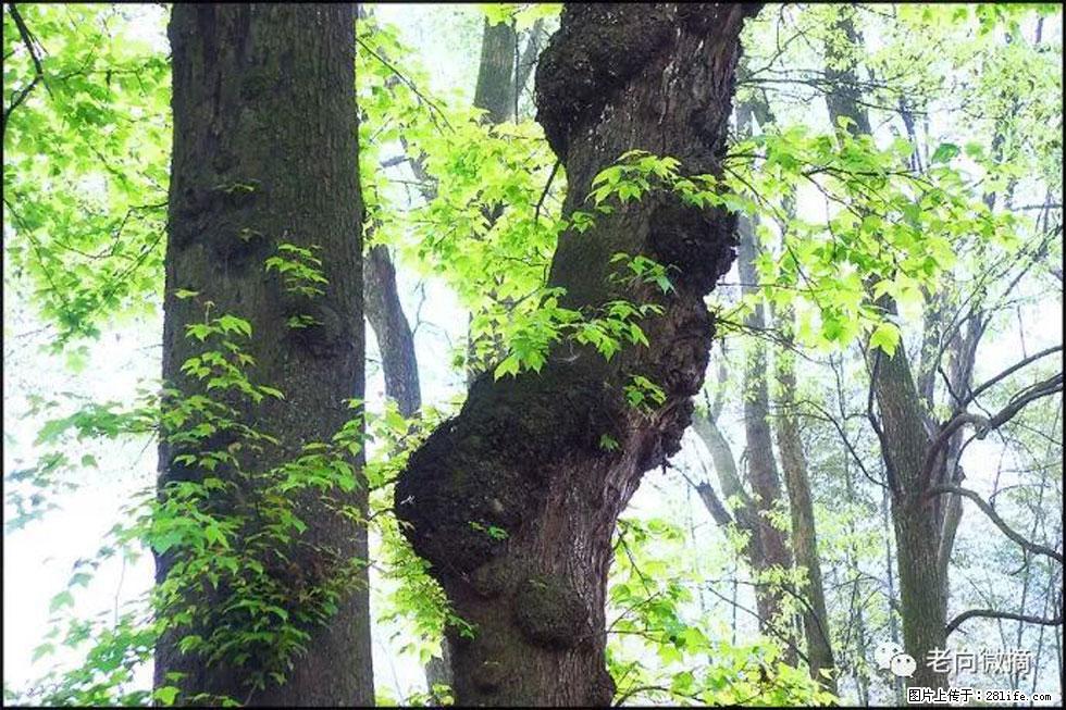 【春天,广西桂林灌阳县向您发出邀请!】在小龙村与春天约会 - 游山玩水 - 吴忠生活社区 - 吴忠28生活网 wuzhong.28life.com