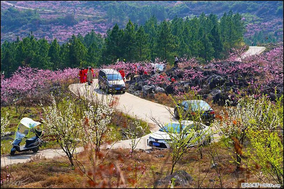 【春天,广西桂林灌阳县向您发出邀请!】望月岭上桃花开 - 游山玩水 - 吴忠生活社区 - 吴忠28生活网 wuzhong.28life.com