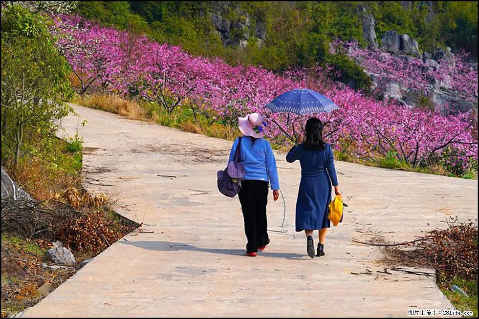 【春天,广西桂林灌阳县向您发出邀请!】望月岭上桃花开 - 游山玩水 - 吴忠生活社区 - 吴忠28生活网 wuzhong.28life.com
