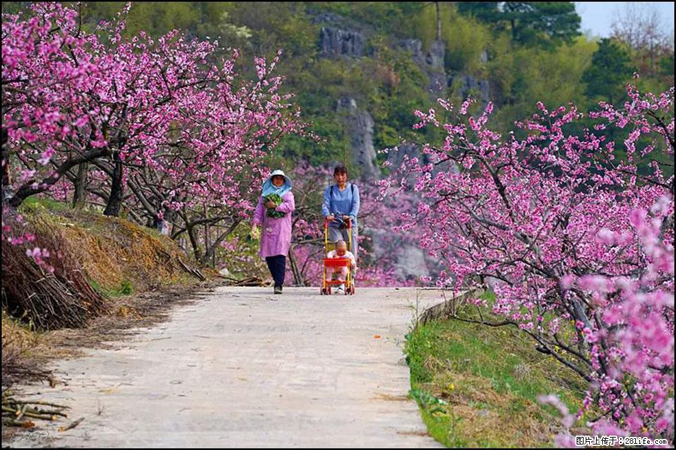 【春天,广西桂林灌阳县向您发出邀请!】望月岭上桃花开 - 游山玩水 - 吴忠生活社区 - 吴忠28生活网 wuzhong.28life.com