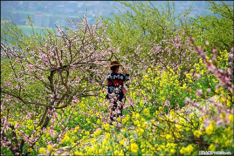 【春天,广西桂林灌阳县向您发出邀请!】望月岭上桃花开 - 游山玩水 - 吴忠生活社区 - 吴忠28生活网 wuzhong.28life.com
