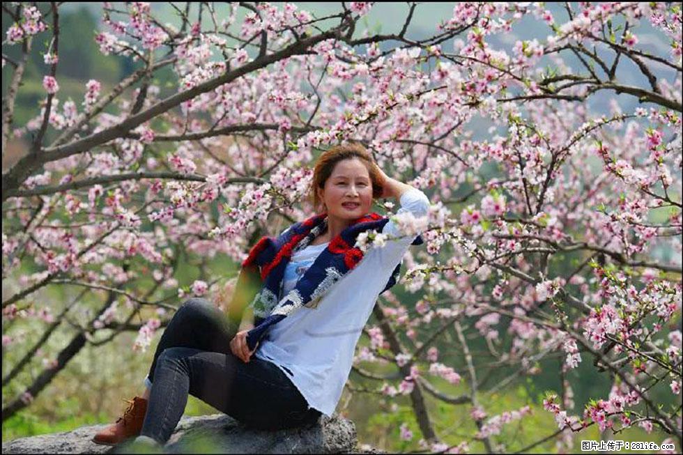【春天,广西桂林灌阳县向您发出邀请!】望月岭上桃花开 - 游山玩水 - 吴忠生活社区 - 吴忠28生活网 wuzhong.28life.com