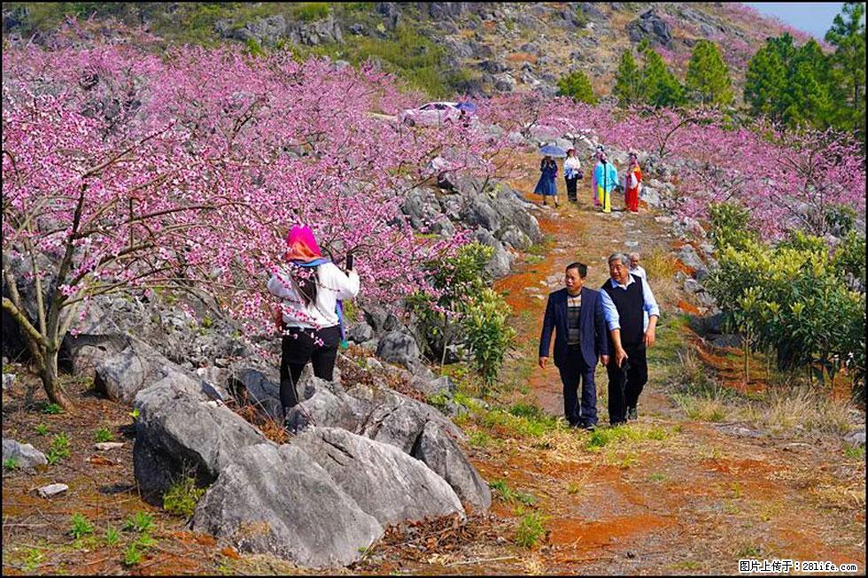 【春天,广西桂林灌阳县向您发出邀请!】望月岭上桃花开 - 游山玩水 - 吴忠生活社区 - 吴忠28生活网 wuzhong.28life.com