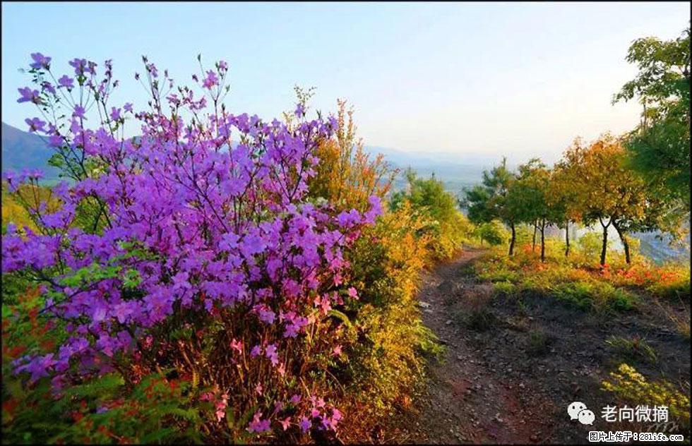 【春天,广西桂林灌阳县向您发出邀请!】登麒麟山,相约映山红 - 游山玩水 - 吴忠生活社区 - 吴忠28生活网 wuzhong.28life.com