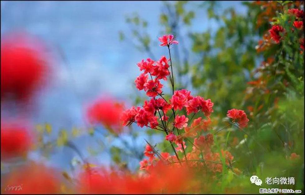 【春天,广西桂林灌阳县向您发出邀请!】登麒麟山,相约映山红 - 游山玩水 - 吴忠生活社区 - 吴忠28生活网 wuzhong.28life.com