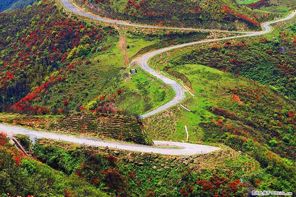 【春天,广西桂林灌阳县向您发出邀请!】春木界上映山红 - 游山玩水 - 吴忠生活社区 - 吴忠28生活网 wuzhong.28life.com