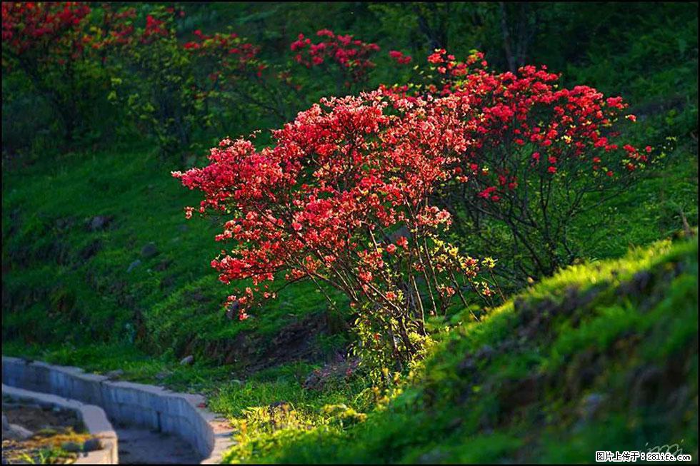 【春天,广西桂林灌阳县向您发出邀请!】春木界上映山红 - 游山玩水 - 吴忠生活社区 - 吴忠28生活网 wuzhong.28life.com
